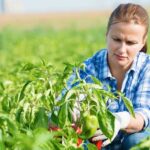 MSc Agriculture Salary in India