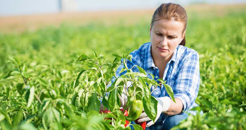 MSc Agriculture Salary In India Dolphin PG College