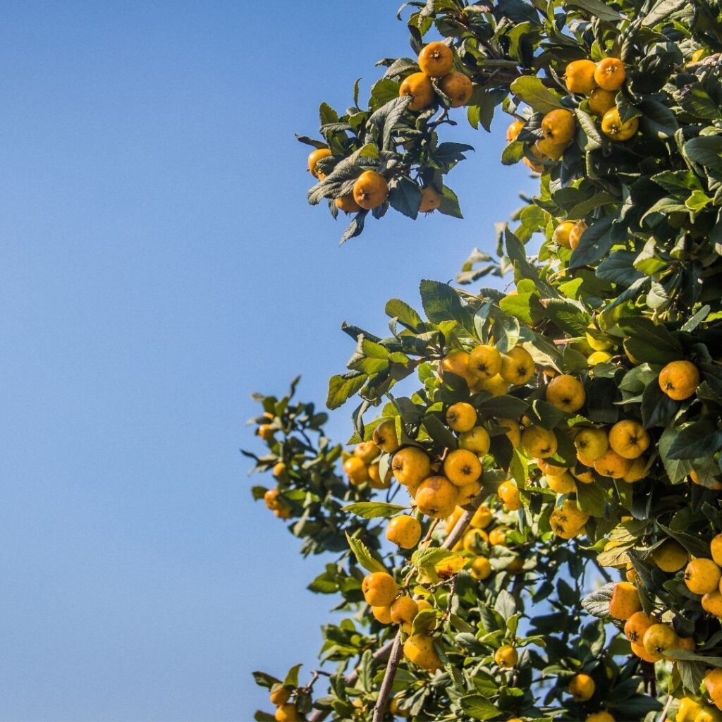 MSc Horticulture Fruit Science College in Kerala | Dolphin (PG) College ...